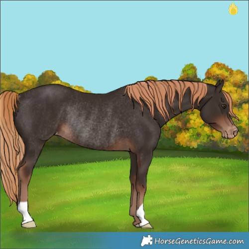 Horse Color:Liver Chestnut Varnish Rabicano 