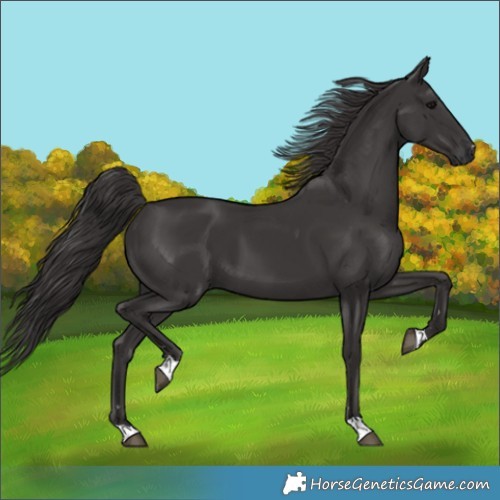 Horse Color:Smoky Black