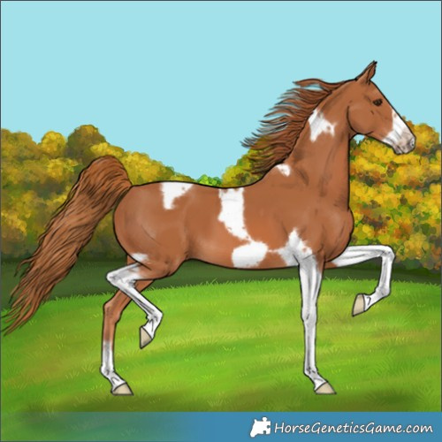 Horse Color:Chestnut Tobiano Frame 