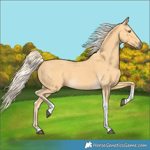 Horse Color:Palomino Tobiano 