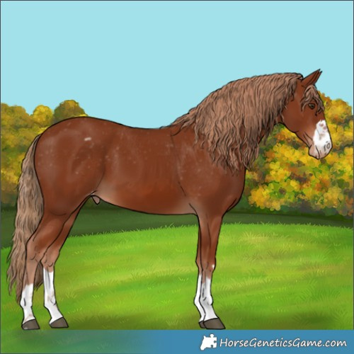 Horse Color:Chestnut Varnish