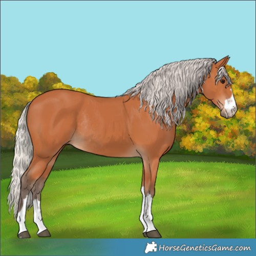 Horse Color:Silver Bay Rabicano 