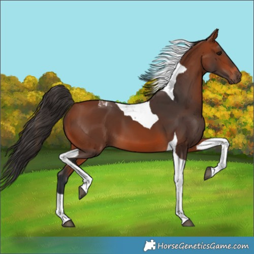 Horse Color:Bay Tobiano 