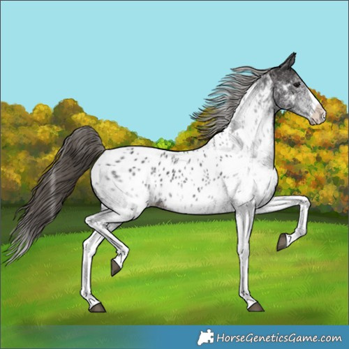 Horse Color:White Spotted Smoky Black Splash Near Leopard 