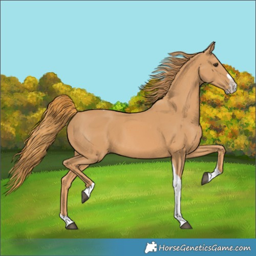 Horse Color:Chestnut Splash Tobiano 