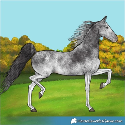 Horse Color:White Spotted Smoky Black 