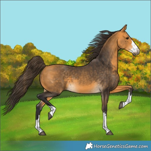 Horse Color:Buckskin