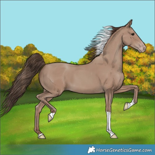 Horse Color:Classic Champagne Tobiano 