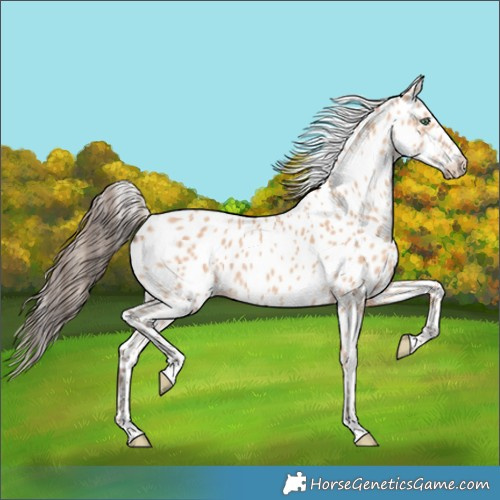 Horse Color:Amber Champagne Leopard