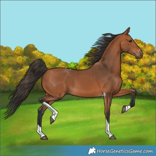 Horse Color:Bay Tobiano 