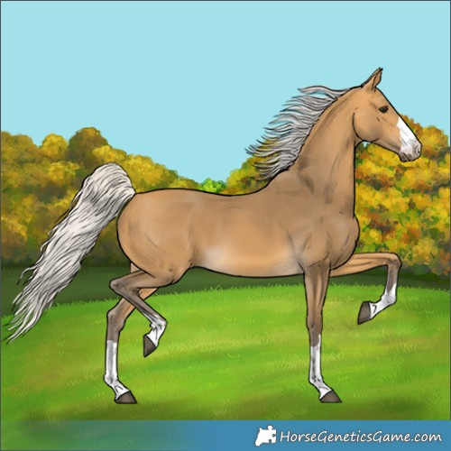 Horse Color:Silver Buckskin 