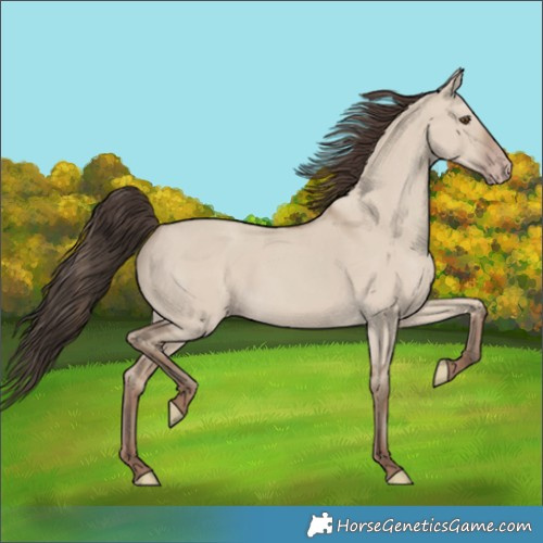 Horse Color:Classic Champagne Dun