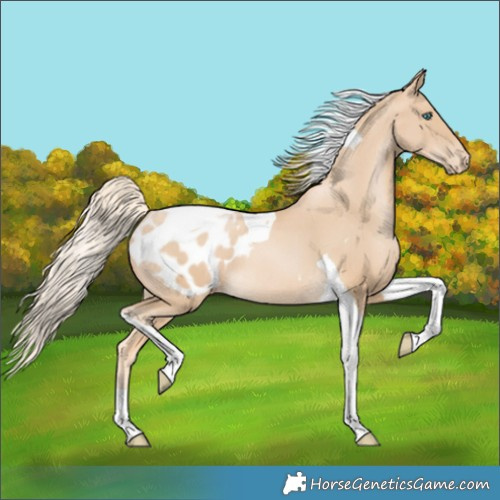 Horse Color:Palomino Pearl Tobiano Blanket Rabicano 