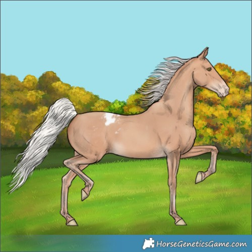 Horse Color:Silver Amber Champagne Varnish