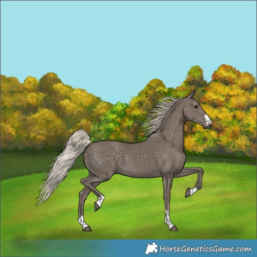 Horse Color:Silver Smoky Black