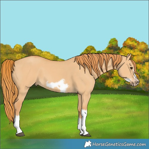 Horse Color:Unknown 