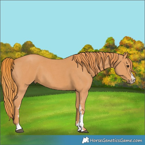 Horse Color:Chestnut Sabino 