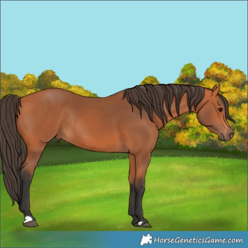 Horse Color:Bay Rabicano 