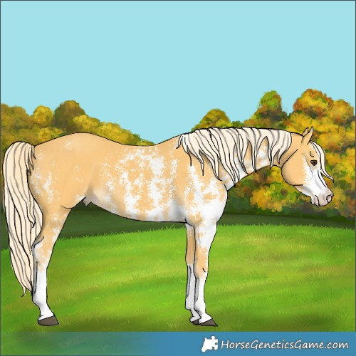 Horse Color:Palomino Sabino Rabicano 