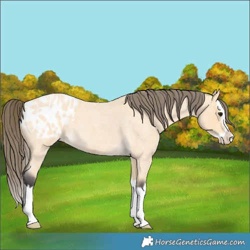 Horse Color:Buckskin Roan Splash Blanket 