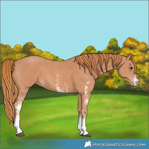Horse Color:Chestnut Sabino Varnish 