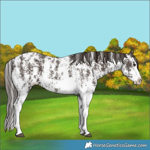 Horse Color:Liver Chestnut Sabino Splash Near Leopard and Liver Chestnut Sabino Splash Blanket