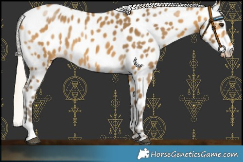 Horse Color:Silver Buckskin Leopard 