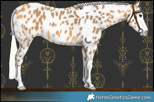 Horse Color:White Spotted Silver Buckskin Splash Leopard