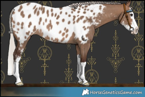 Horse Color:Silver Brown Dun Sabino Splash Near Leopard Rabicano 