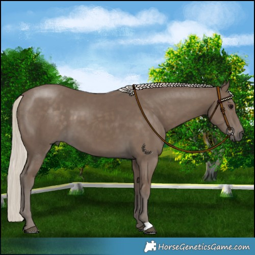 Horse Color:Silver Smoky Black 