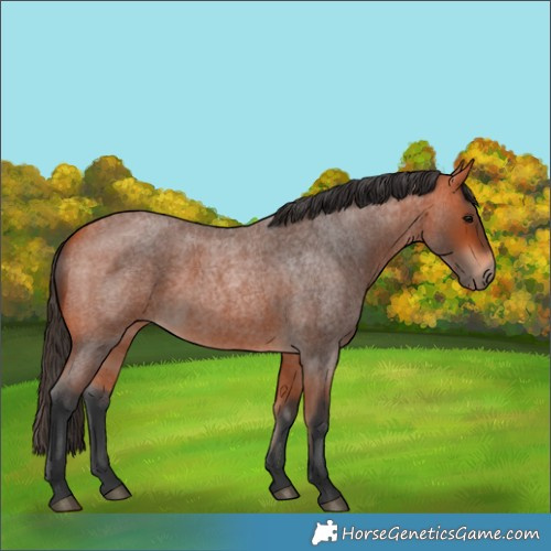 Horse Color:Bay Roan