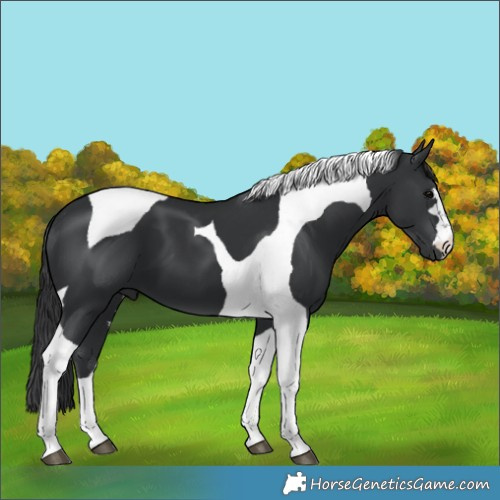 Horse Color:Black Tobiano 
