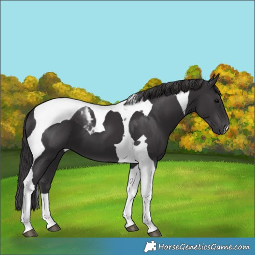 Horse Color:Smoky Black Tobiano 