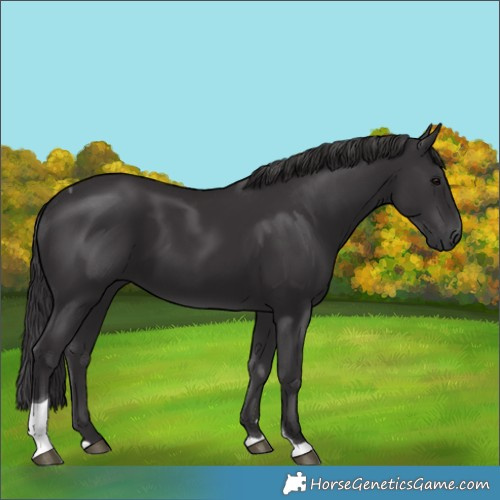 Horse Color:Smoky Black Tobiano 