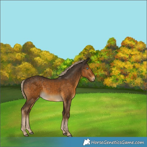 Horse Color:Chocolate Palomino 