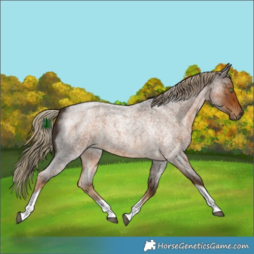 Horse Color:Chocolate Palomino Roan Tobiano