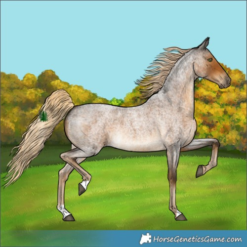 Horse Color:Chocolate Palomino Roan