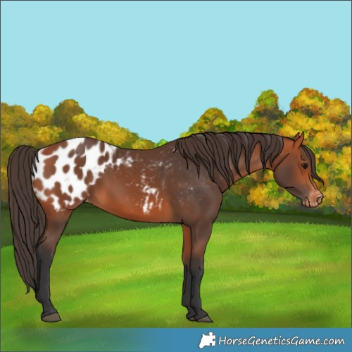 Horse Color:Bay Blanket