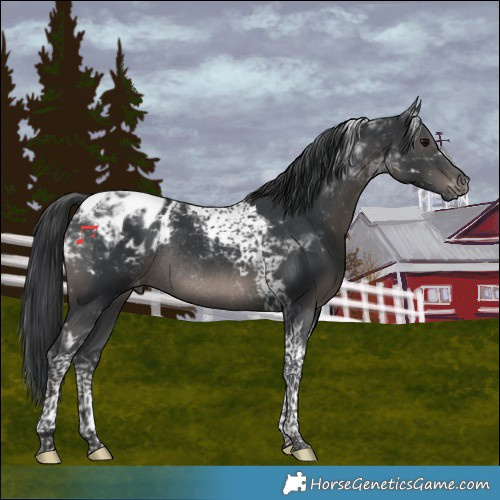 Horse Color:Black Tobiano Blanket Rabicano 