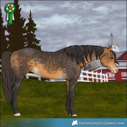 Horse Color:Buckskin Appaloosa Rabicano 