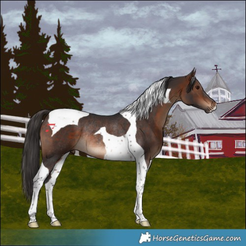 Horse Color:Brown Tobiano Rabicano 