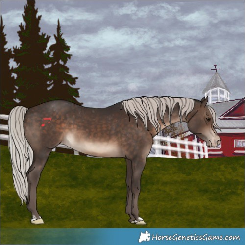 Horse Color:Silver Brown Varnish