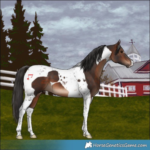 Horse Color:Brown Tobiano