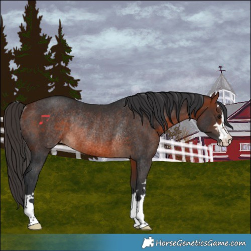 Horse Color:Bay Appaloosa Rabicano