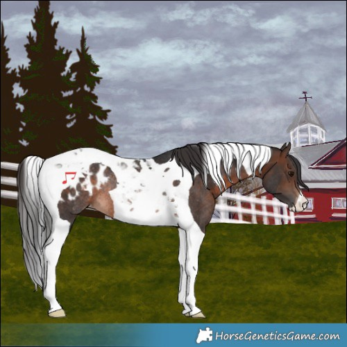 Horse Color:Brown Tobiano Blanket Rabicano