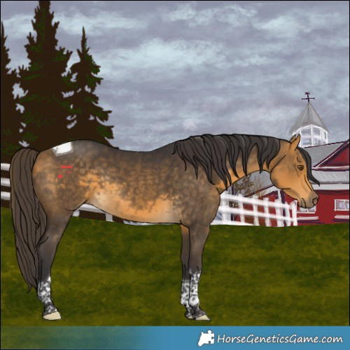 Horse Color:Buckskin Tobiano Rabicano