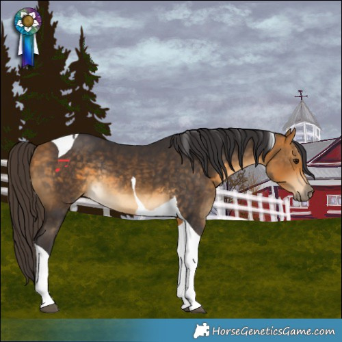 Horse Color:Buckskin Tobiano Rabicano