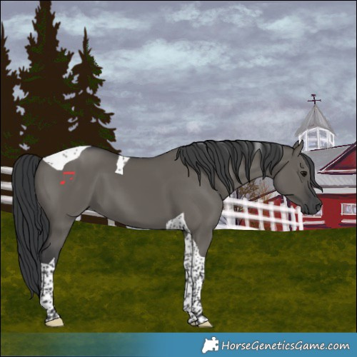 Horse Color:Grullo Tobiano