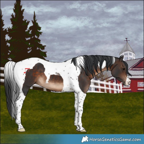 Horse Color:Brown Tobiano