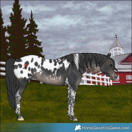 Horse Color:Black Tobiano Appaloosa Rabicano 